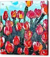 Red Tulips Acrylic Print