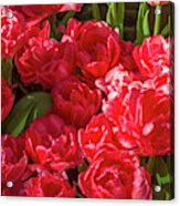 Red Tulips In Bloom 2 Acrylic Print