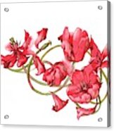 Red Tulips Vignette Acrylic Print