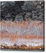 Red Willow Rio Acrylic Print