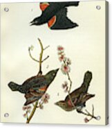 Red-winged Black-bird Acrylic Print