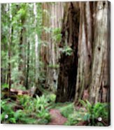 Redwood Forest Acrylic Print