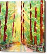 Redwoods And Sunshine Acrylic Print