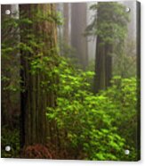 Redwoods Fog 8-11 9135 Acrylic Print