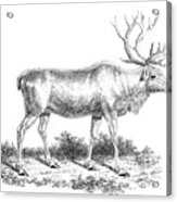Reindeer, 19th Century Acrylic Print