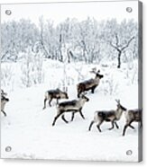 Reindeers In Snow Acrylic Print