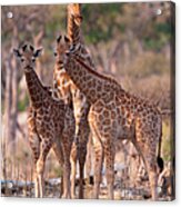 Reticulated Giraffes, Okavango Delta Acrylic Print