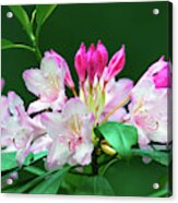 Rhododendron 2 Acrylic Print