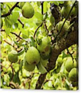 Ripe Green Garden Pears Acrylic Print