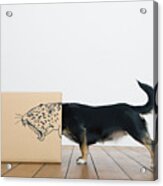 Roaring Dog Inside A Cardboard Box Acrylic Print
