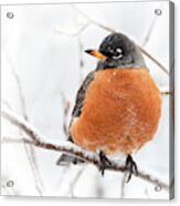 Robin In Winter Acrylic Print