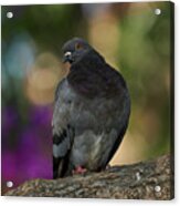 Rock Pigeon Perched On A Tree Colorful Background Acrylic Print
