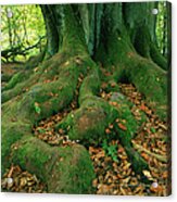 Roots Ii Acrylic Print