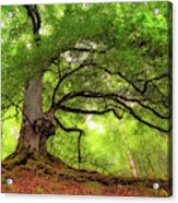 Roots Of Taymouth Estate - Scotland - Beech Tree Acrylic Print