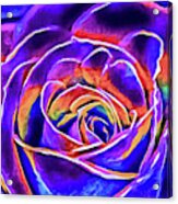 Rose 4 Acrylic Print