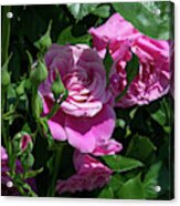 Rose Medley Acrylic Print