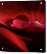 Rose Petal Droplet Acrylic Print