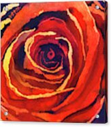 Bold Rose Acrylic Print