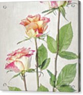 Roses Acrylic Print