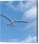 Royal Tern In Flight Against Blue Sky Acrylic Print