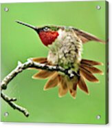 Ruby Throated Hummingbird 4 Acrylic Print