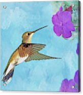 Ruby-throated Hummingbird With Impatiens Acrylic Print