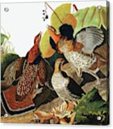 Ruffed Grouse, Tetrao Umbellus By Audubon Acrylic Print
