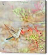 Rufous Hummingbird In The Arizona Garden Acrylic Print