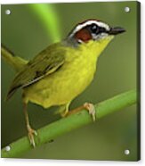 Rufus-capped Warbler Acrylic Print