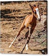 Running Young Filly Acrylic Print