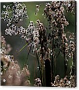 Rushes And Cattails 7g Acrylic Print