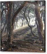 Sacred Pine Forest Acrylic Print