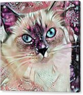 Sadie The Ragdoll Cat Acrylic Print