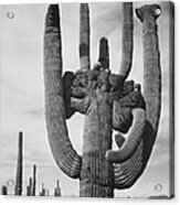 Saguaro National Monument Acrylic Print