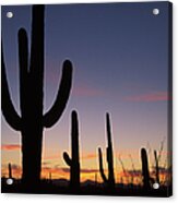 Saguaro Silhouette At Dusk Acrylic Print