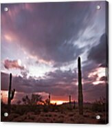Saguaro Sunset Acrylic Print
