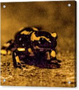 Salamander 1 Acrylic Print