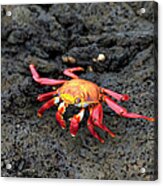 Sally Lightfoot Crab Grapsus Grapsus Acrylic Print