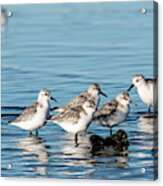 Sanderlings Acrylic Print