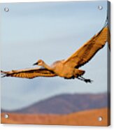 Sandhill Crane Acrylic Print