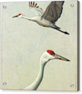 Sandhill Cranes Acrylic Print