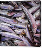 Sardines Acrylic Print