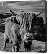 Saying Hello To A Highland Cow At Baslow Edge Black And White Acrylic Print