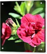 Scarlet Geranium In Cape May Acrylic Print
