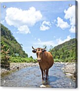 Scenic Landscape With Stream And Cow Acrylic Print