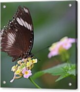 Schmetterling Butterfly Acrylic Print