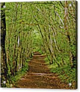 Scotland. Killiecrankie. Path Through The Trees. Acrylic Print