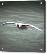 Seabird Over Alaska Acrylic Print