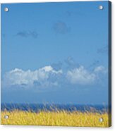 Sea Grass And Blue Sky Acrylic Print