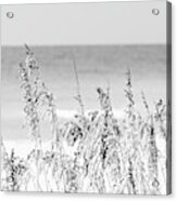 Sea Oats Beach Grass Florida Black And White Panorama Photo Acrylic Print